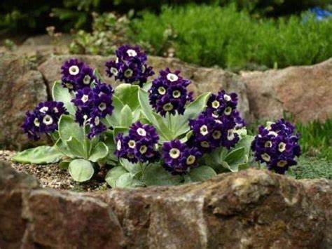 OliverSeeds Flower seeds -Primula acaulis Hybrid Primrose Polyantha ...