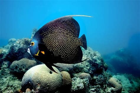 Image result for Colorful Angelfish