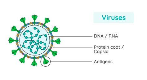 Basic Virus Structure 的图像结果