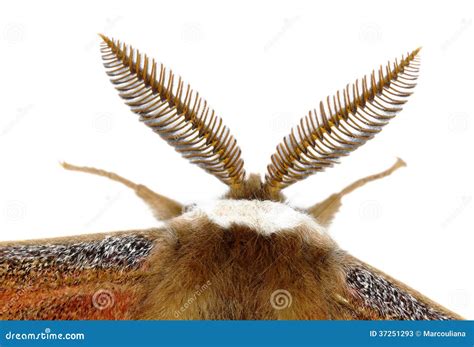 Silkmoth antenna detail stock image. Image of lepidoptera - 37251293