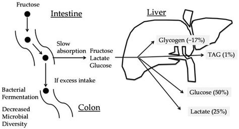 The Role of Carbohydrate Response Element Binding Protein in Intestinal ...