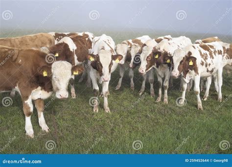 Group of Young Cows in a Field Stock Photo - Image of milk, livestock ...