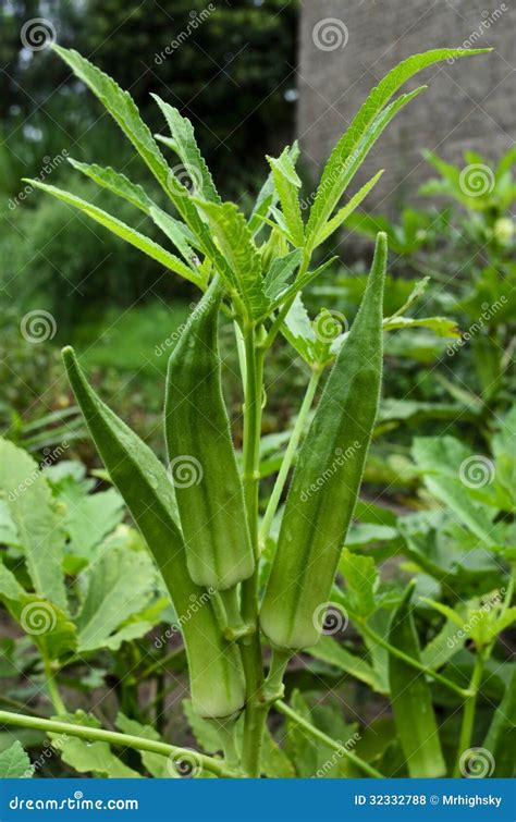 Fresh Home Grown Lady Fingers Stock Photo - Image of seed, pods: 32332788