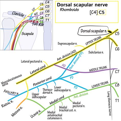 Gross Anatomy Glossary: Dorsal scapular nerve | ditki medical ...