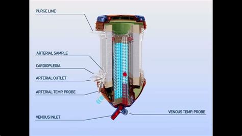 Image result for Oxygenator Function