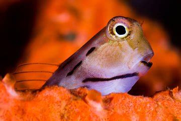Phuket Sharks Point Scuba Diving Tour for Certified Divers 2024 - Viator