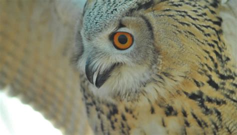 BAYTREE OWL AND RAPTOR CENTRE - All You Need to Know BEFORE You Go 2026 ...