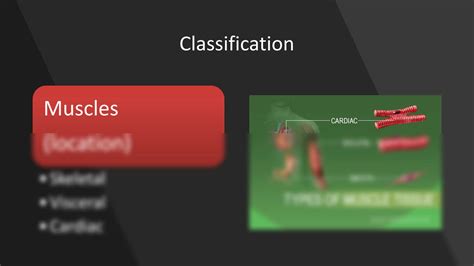 Image result for Muscle Structure Classifications