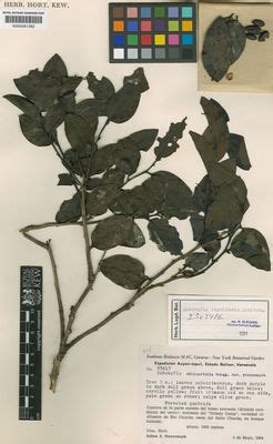 Schoepfia Schreb. | Plants of the World Online | Kew Science