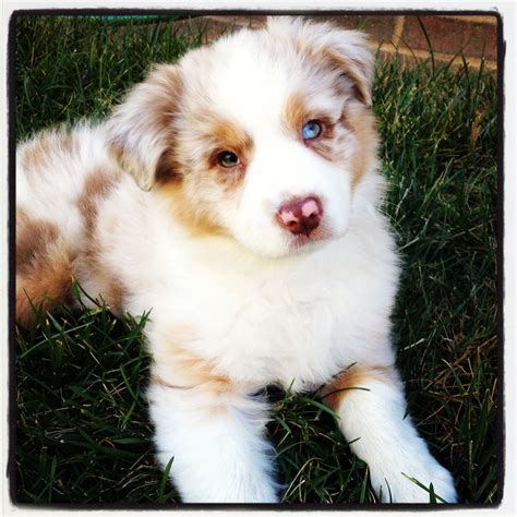Australian Shepherd Red Merle Puppy in Grass