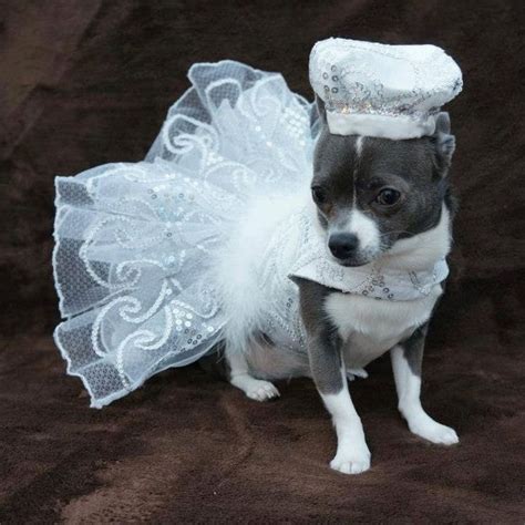 11 Photos of Dogs Wearing Wedding Dresses Will Be the Best Thing That ...