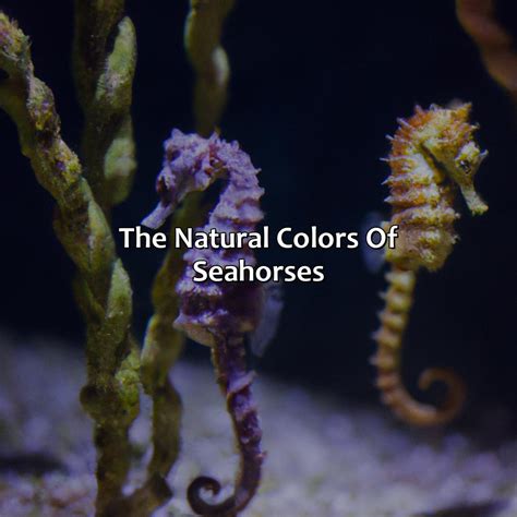 What Color Are Seahorses - colorscombo.com