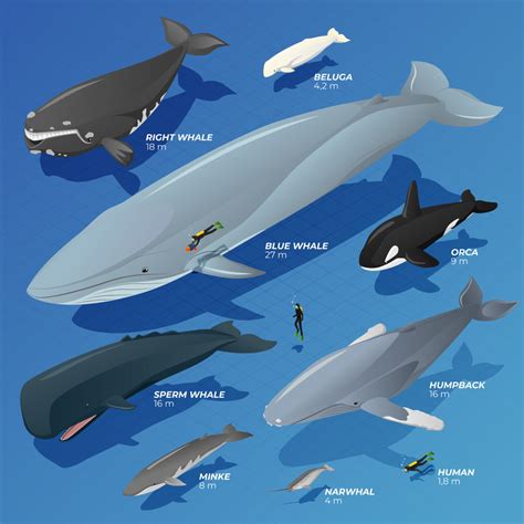World Whale Day - Agway of Cape Cod