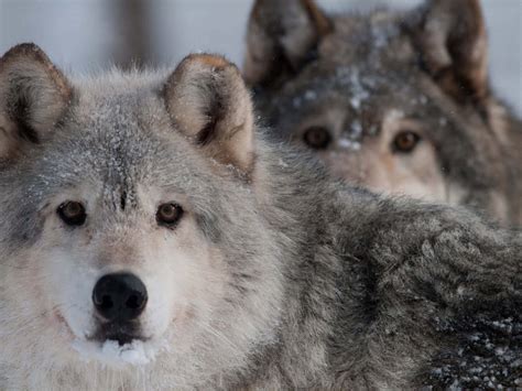 Download Arctic Wolves Close Up Picture | Wallpapers.com