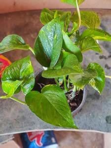 PMK Live Green Money Plant in Pot 4-5 inch : Amazon.in: Garden & Outdoors