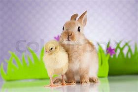 Image result for Bunny and Chick Drawing