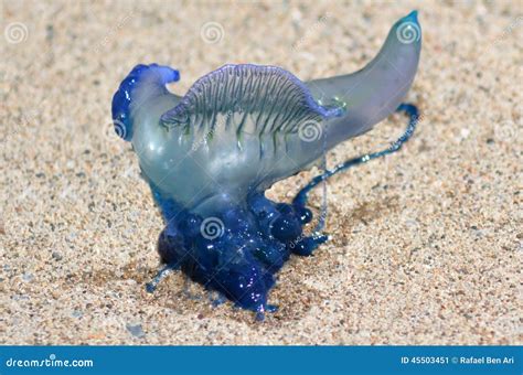 Australian Blue Bottle Jellyfish
