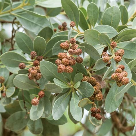 Conocarpus Erectus (Silver Buttonwood) - Plant – Lalit Enterprise