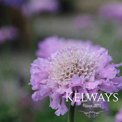 Scabiosa 'Pink Mist' - Kelways Plants Ltd