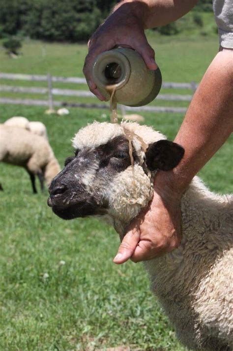 What Does it Mean to “Anoint My Head with Oil” in Psalm 23? | Salmos, O ...