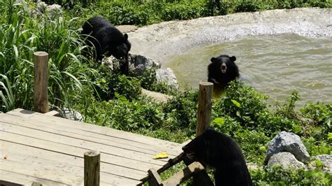 Rescue Bear Cubs Mi and Tam - FOUR PAWS International - Animal Welfare ...
