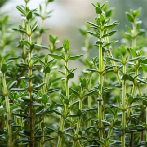 Thyme (थाइम) Seeds — Anandi Green's