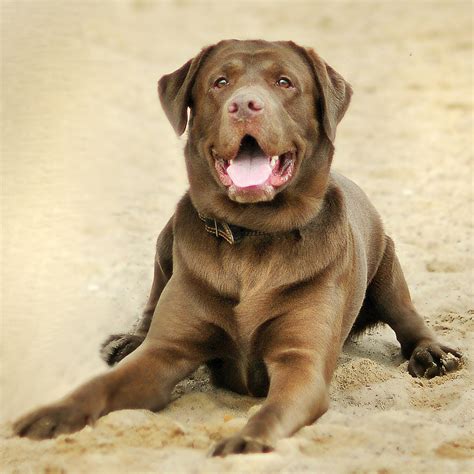 纯种拉布拉多犬幼犬狗狗出售 宠物拉布拉多犬可支付宝交易 拉布拉多犬 /编号10082300 - 宝贝它