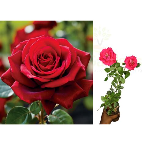 ROSE PLANTS COMBO – Red ,White,Orange ,Yellow Rose Plants – VGR Gardens