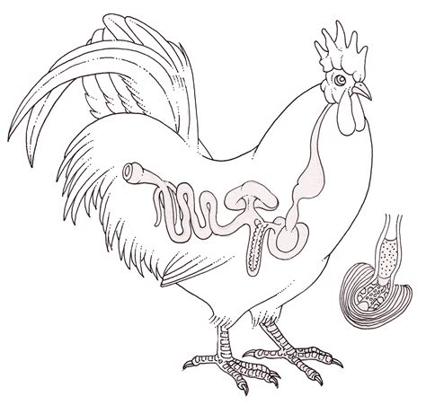 Image result for Bird Digestive System