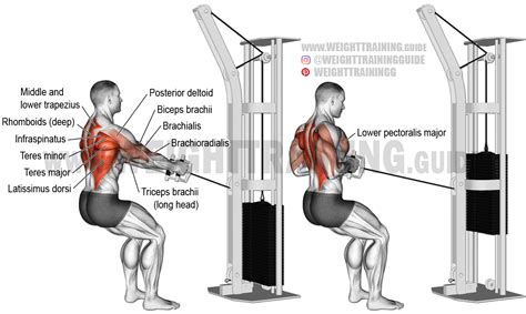 Image result for Cable Row Muscles