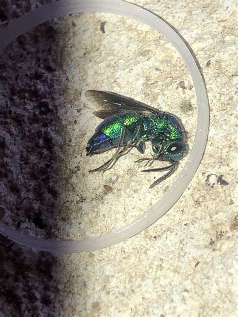 Image result for Alien Bug Invasion