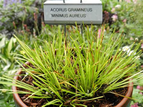 Acorus gramineus Minimus Aureus - Jardins Michel Corbeil