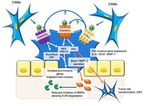 More Than an Adipokine: The Complex Roles of Chemerin Signaling in Cancer