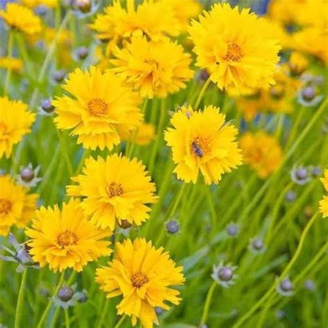 Coreopsis Dwarf Mayfield Seeds – Bright Yellow Winter Blooms for Beds ...