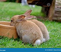 Image result for Rabbit Drinking Wine