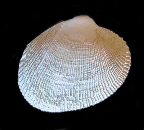 Image result for WinShell Clam
