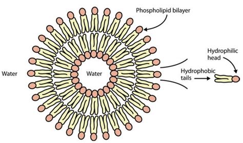 Image result for Vesicles Structure and Function