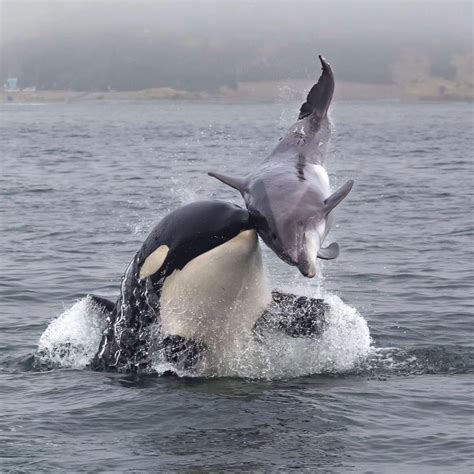 The sequence of an orca hunting and skinning a dolphin : r/natureismetal