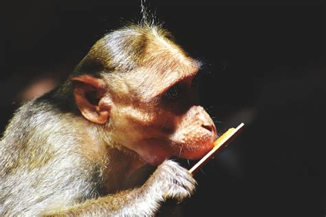 Page 11 | Fire monkey Images - Free Download on Freepik