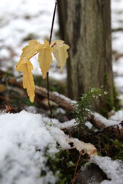 Image result for Alien Stick Leaf Man