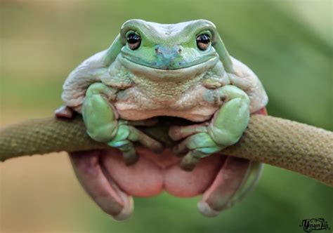 Image result for Green Toad Meme
