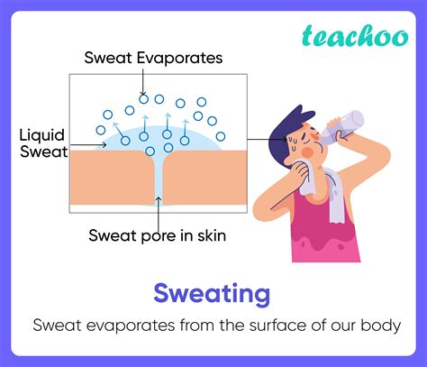 11+ Examples of Evaporation in our daily life (Explained!) - Teachoo