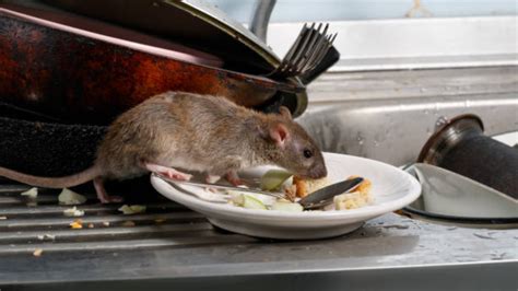 Rat Poop, No Pest Control Records: Restaurant in Hyderabad's Shamshabad ...