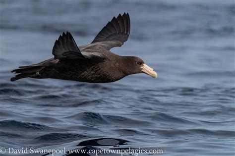 Gallery – Cape Town Pelagics