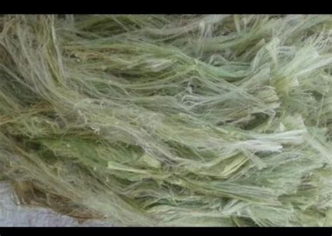 Natural Fibers - Sun Hemp Fiber Retailer from Chennai