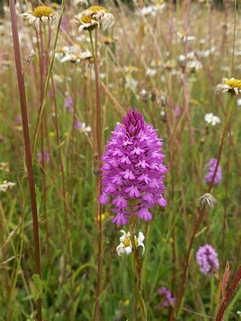 Ancient Woodland Inventory Update: Wiltshires Orchids, May 30 2024 ...