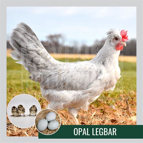 Underappreciated Chicken Breeds | Meyer Hatchery Blog