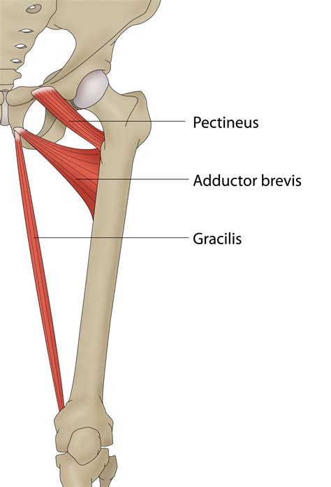 Diagram Of An Inferior Pubis Ramus