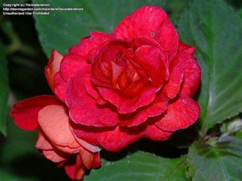 Generosity in the physical : spiritual meaning of flower