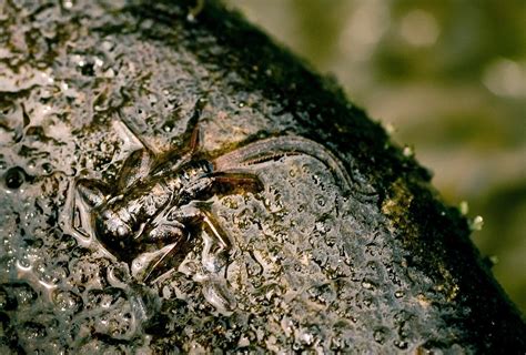 Simple Nymph Patterns Mayfly 的图像结果